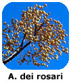 Albero dei rosari